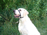 Gentle Leader® Head Collar | Non-Punishing Collar | All Sizes | Beige, Black or Red
